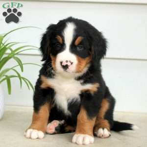 Rosco, Bernese Mountain Dog Puppy