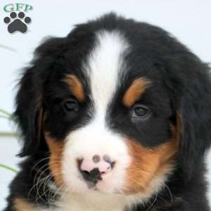 Rosco, Bernese Mountain Dog Puppy