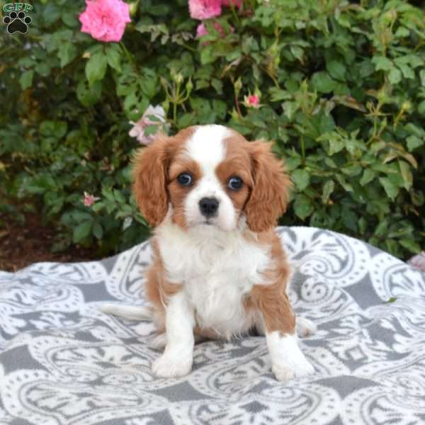 Rose, Cavalier King Charles Spaniel Puppy