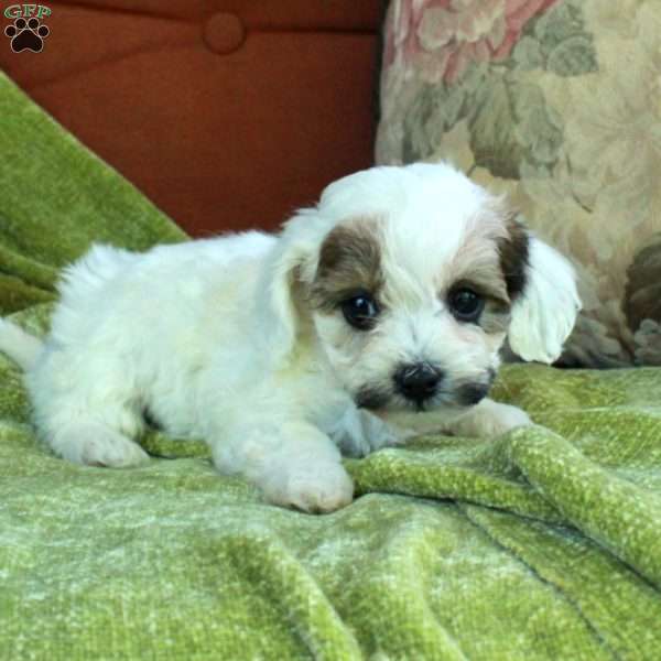 Rose, Havapoo Puppy