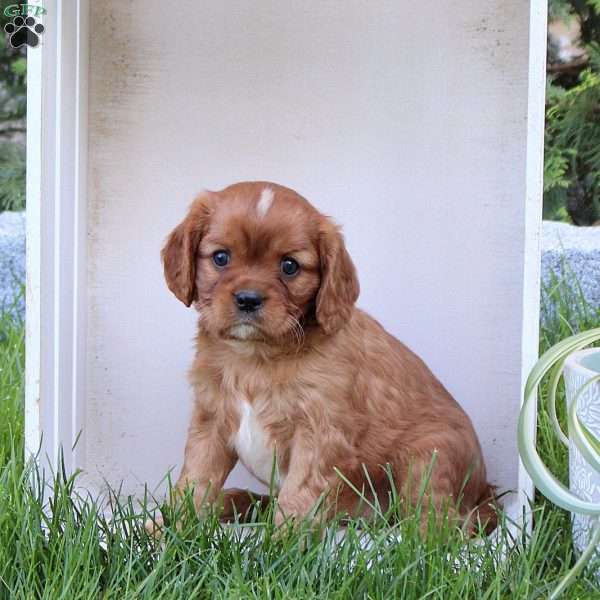Rose, Cavalier King Charles Spaniel Puppy
