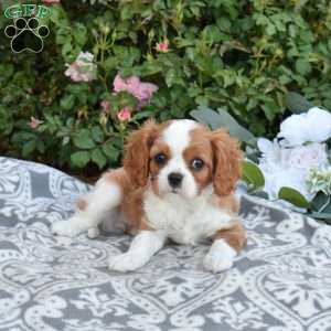 Rose, Cavalier King Charles Spaniel Puppy