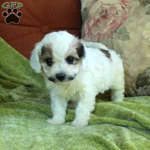 Rose, Havapoo Puppy