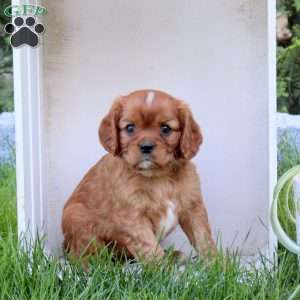 Rose, Cavalier King Charles Spaniel Puppy