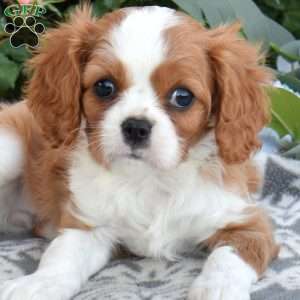 Rose, Cavalier King Charles Spaniel Puppy