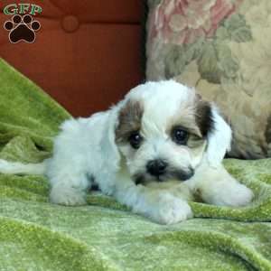 Rose, Havapoo Puppy