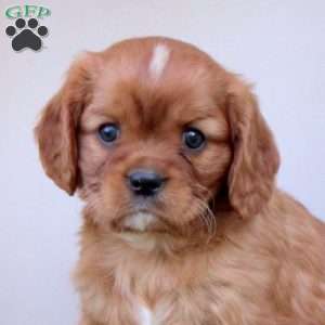 Rose, Cavalier King Charles Spaniel Puppy