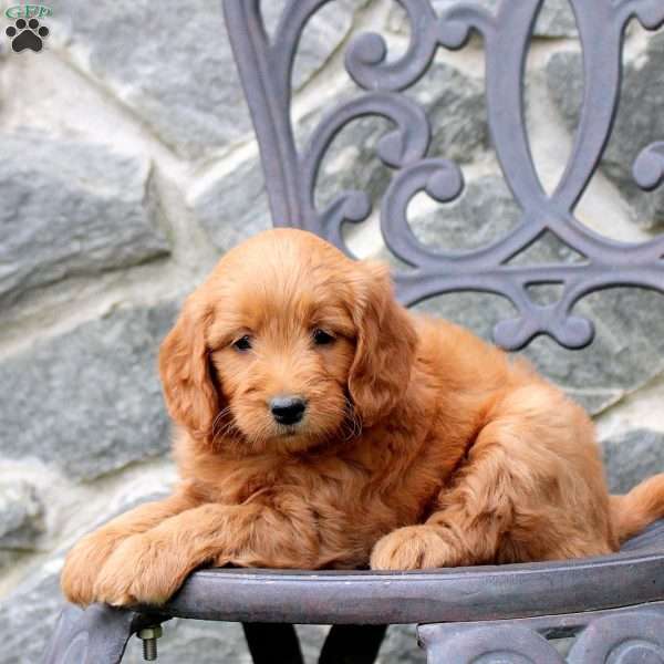 Rosie, Mini Goldendoodle Puppy