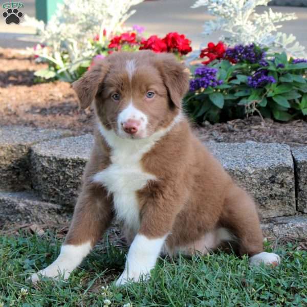 Rosie, Border Collie Puppy
