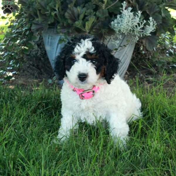 Rosie, Mini Bernedoodle Puppy