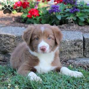 Rosie, Border Collie Puppy