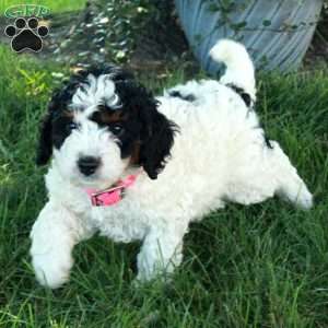 Rosie, Mini Bernedoodle Puppy