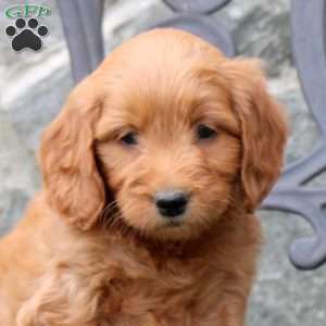 Rosie, Mini Goldendoodle Puppy