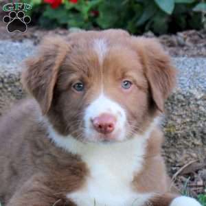 Rosie, Border Collie Puppy