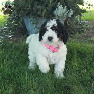 Rosie, Mini Bernedoodle Puppy