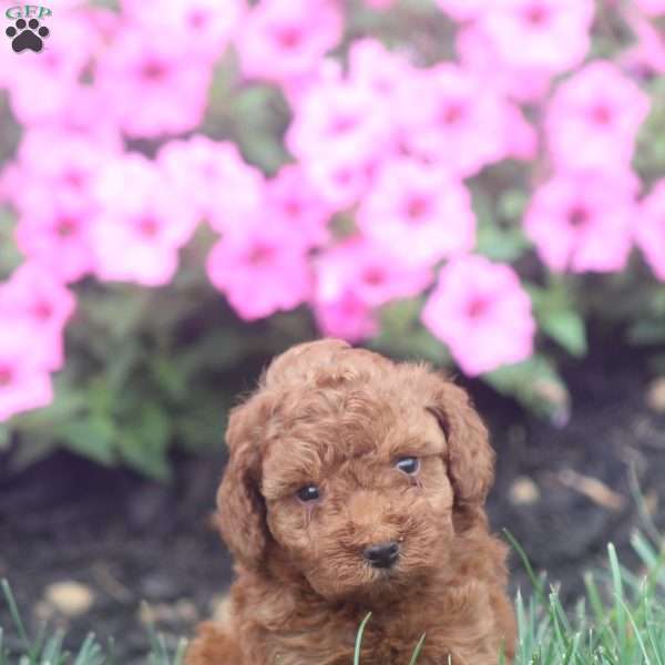 Rosie, Toy Poodle Puppy