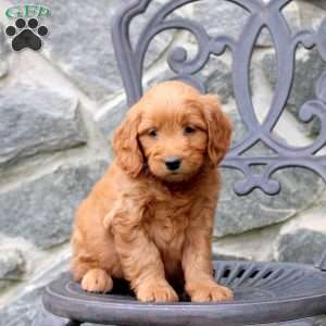 Rosie, Mini Goldendoodle Puppy