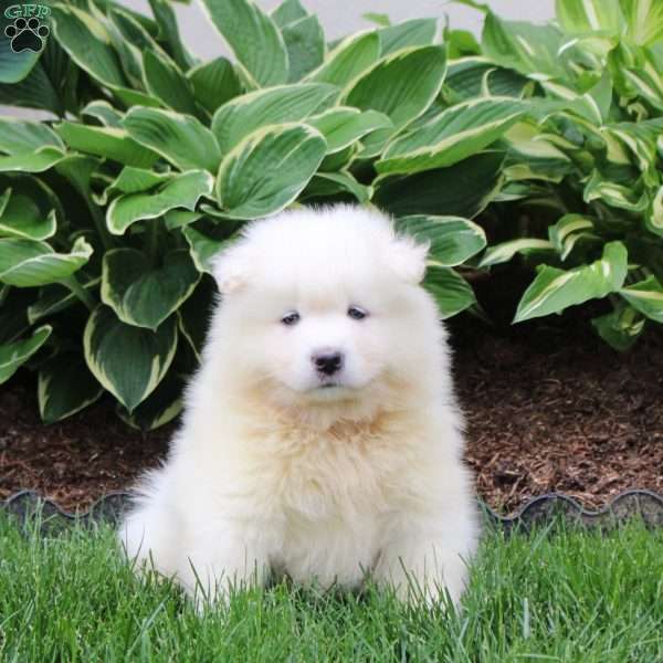 Rover, Samoyed Puppy