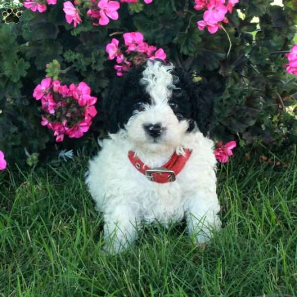 Rover, Mini Bernedoodle Puppy