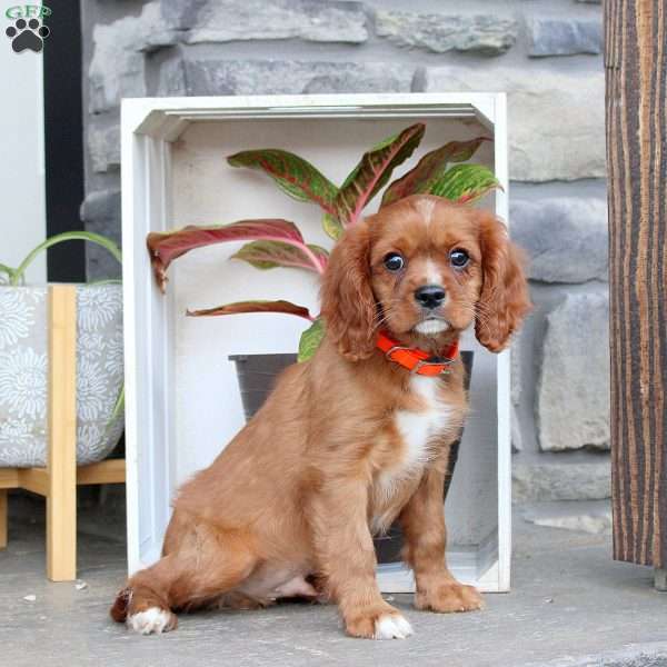 Rover, Cavalier King Charles Spaniel Puppy