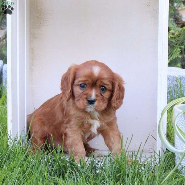 Rover, Cavalier King Charles Spaniel Puppy