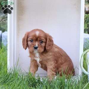 Rover, Cavalier King Charles Spaniel Puppy