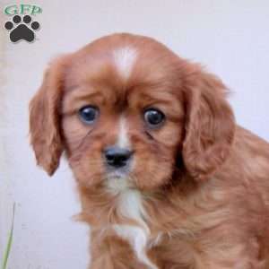 Rover, Cavalier King Charles Spaniel Puppy