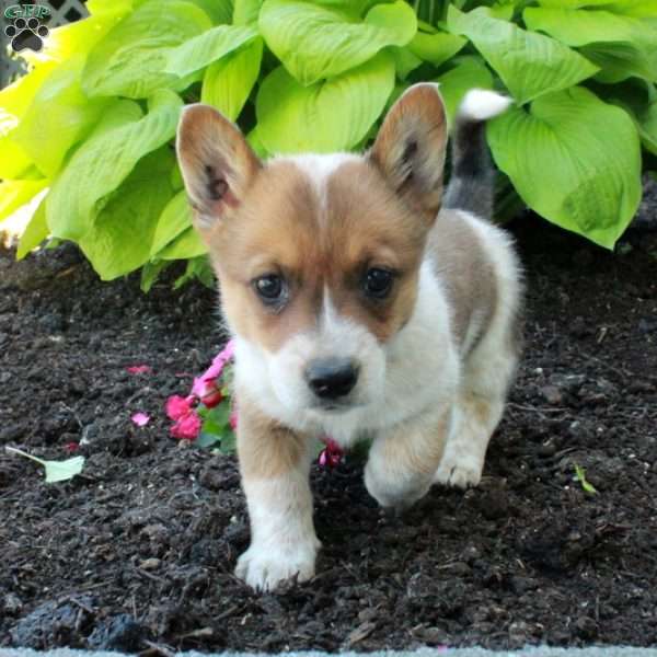 Rowdy, Welsh Corgi Mix Puppy