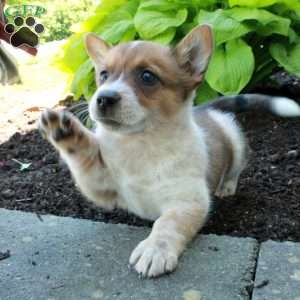 Rowdy, Welsh Corgi Mix Puppy