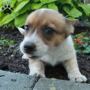 Rowdy, Welsh Corgi Mix Puppy