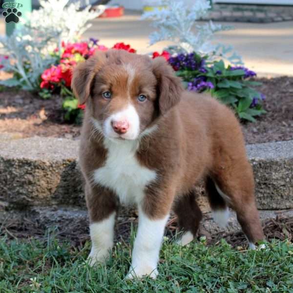 Roxy, Border Collie Puppy