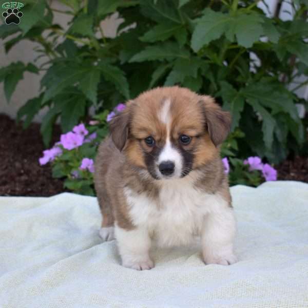 Roxy, Pembroke Welsh Corgi Puppy