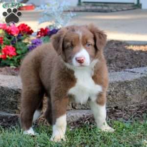 Roxy, Border Collie Puppy