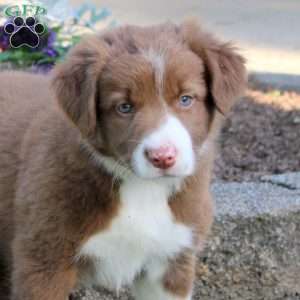 Roxy, Border Collie Puppy