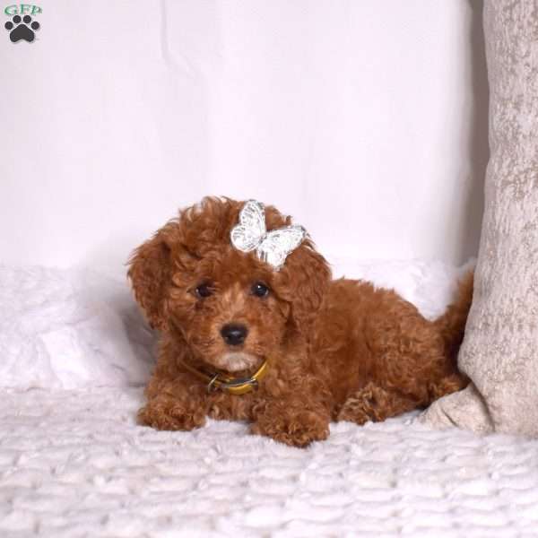 Rubble, Cavapoo Puppy