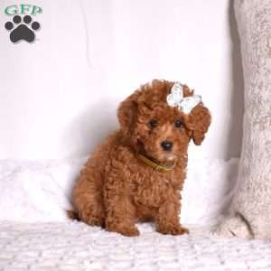 Rubble, Cavapoo Puppy
