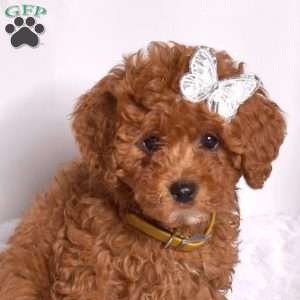 Rubble, Cavapoo Puppy