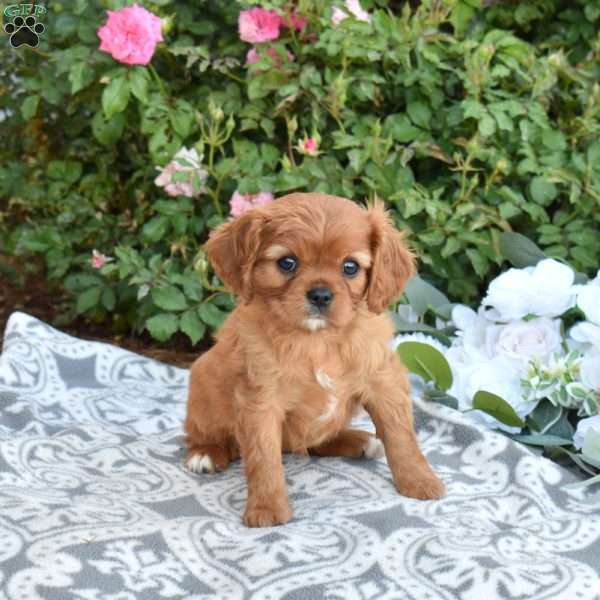 Ruby, Cavalier King Charles Spaniel Puppy