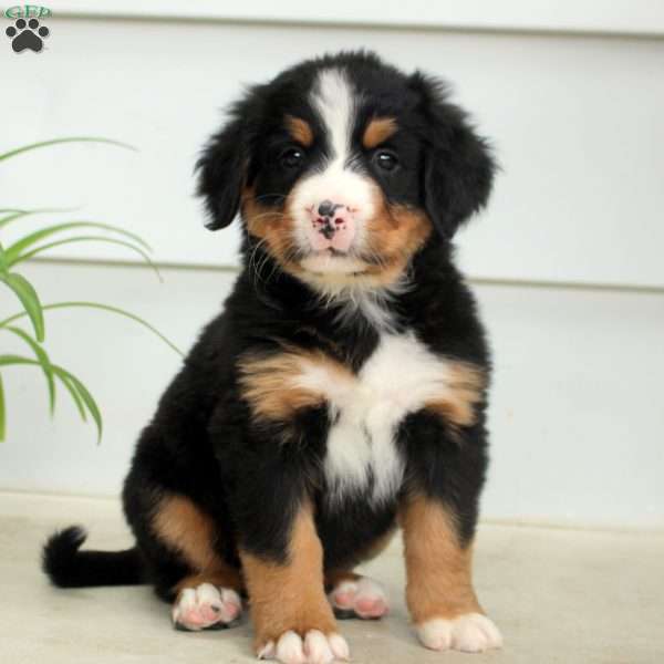 Ruby, Bernese Mountain Dog Puppy