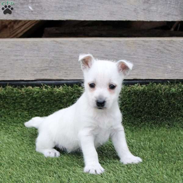 Ruby, West Highland Terrier Puppy