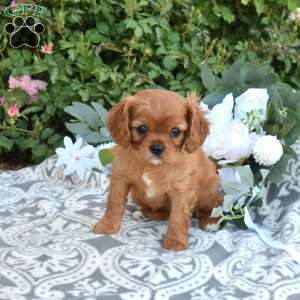 Ruby, Cavalier King Charles Spaniel Puppy