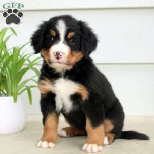 Ruby, Bernese Mountain Dog Puppy
