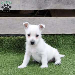 Ruby, West Highland Terrier Puppy
