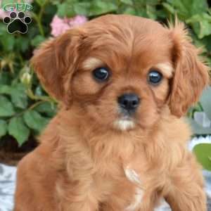Ruby, Cavalier King Charles Spaniel Puppy