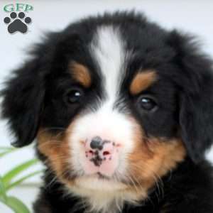 Ruby, Bernese Mountain Dog Puppy