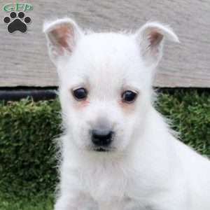 Ruby, West Highland Terrier Puppy