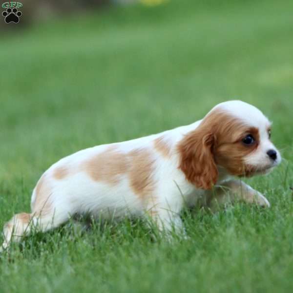 Ruby, Cavalier King Charles Spaniel Puppy