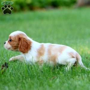 Ruby, Cavalier King Charles Spaniel Puppy