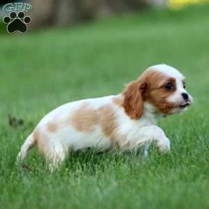 Ruby, Cavalier King Charles Spaniel Puppy