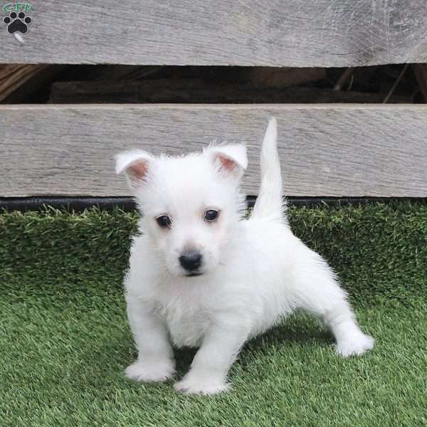 Rupert, West Highland Terrier Puppy